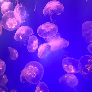 Meet your Posher, Kyra